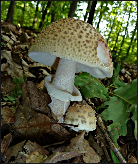 Nielen dubáky sú krásne - Muchotrávka červenkastá