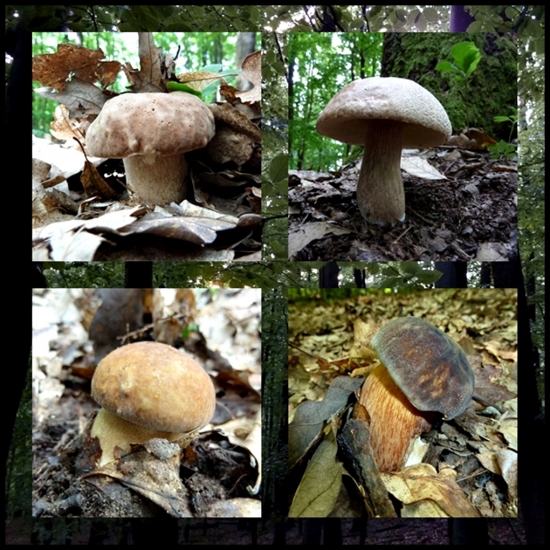 zopár dubáčikov ...