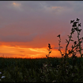 západ pri kukurici ...