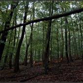 podvečerný les po daždi ...