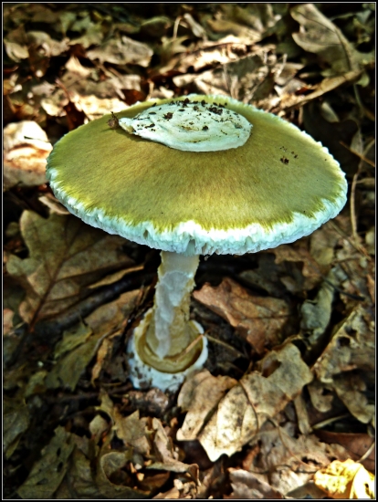 Vraj je veľmi chutná - škoda že jedlá iba raz :-)