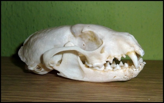 lebka kuny - podobnosť lebky s lebkou z ID 129788 čisto náhodná :-)))