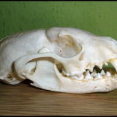 lebka kuny - podobnosť lebky s lebkou z ID 129788 čisto náhodná :-)))