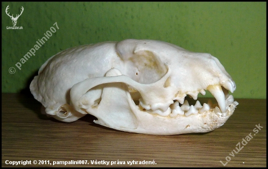 lebka kuny - podobnosť lebky s lebkou z ID 129788 čisto náhodná :-)))