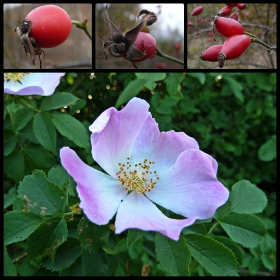 šípová ruža - kvet a plody ...