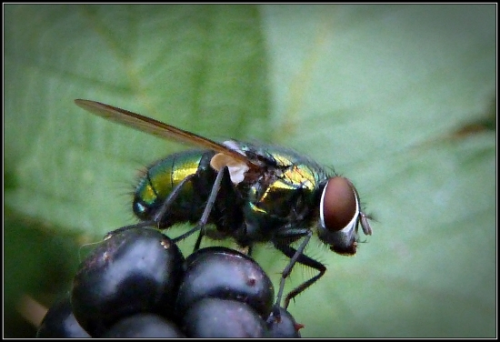mucha na černici ...