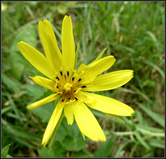 Zubaté žlté slniečko ...:-)