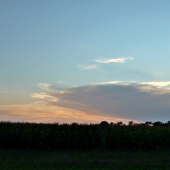 západ pri kukurici ...