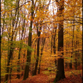 príprava na jeseň ... :-)