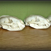 jazvece a kuna - pre tých čo si ich mýlia a mladým medveďom :-)