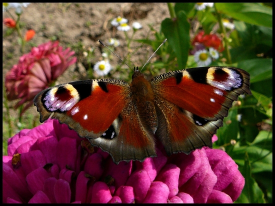 babočka pávooká ...