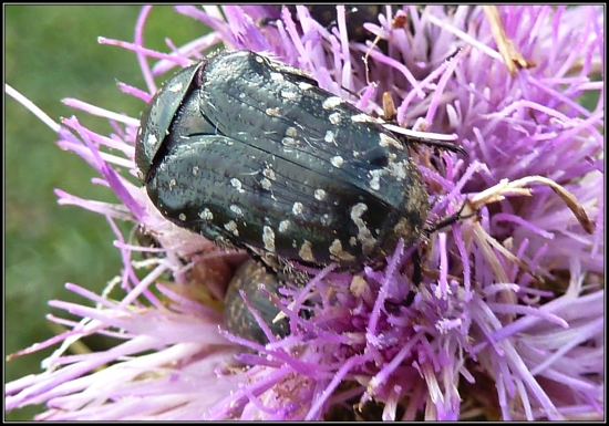 chrobák bielobodkovaný ... :-)