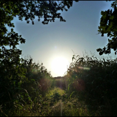 podvečer pri kukurici ...