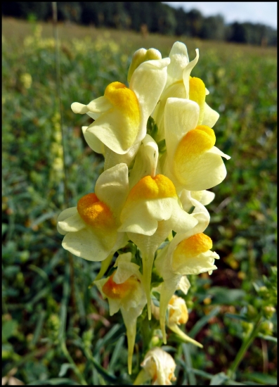 ladený do žlta ...