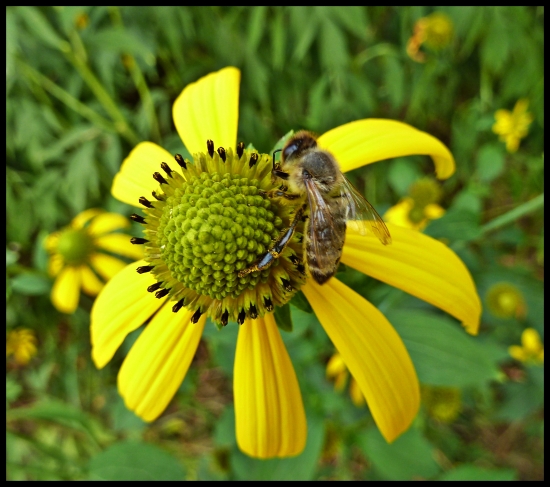 Včielka pri práci ...