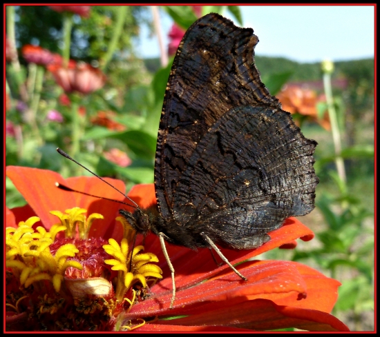 Babočka z profilu ...