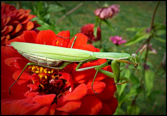 zádumčivá modlivka ...