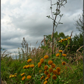 burinovo oblohová ...