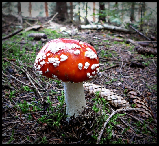 Taká pekná, ako len môže byť jedovatá ? :-)