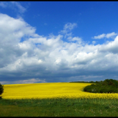 keď kvitla repka ...