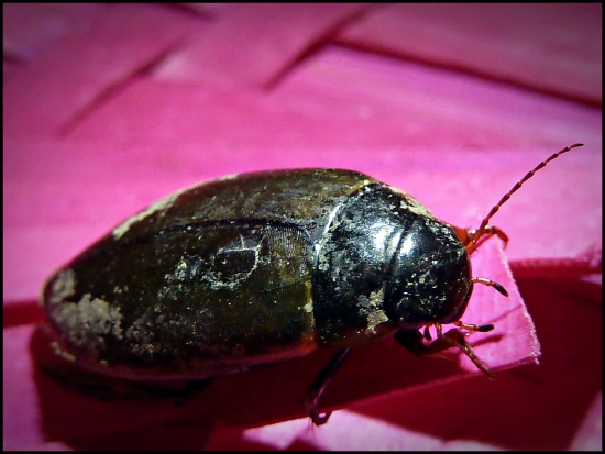 Že by dajaký potápnik ? ...