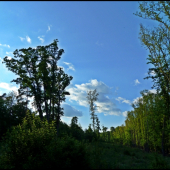 popoludňajšia rúbaň ...