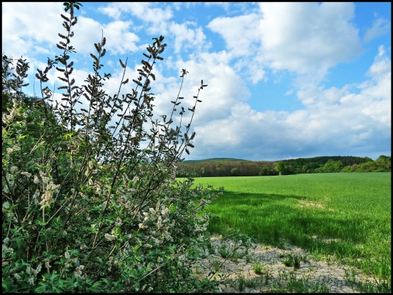 na jar pri Osike ...