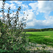 na jar pri Osike ...