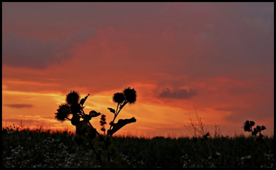 pichľavý západ ...