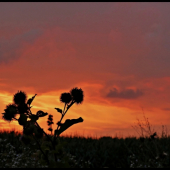 pichľavý západ ...