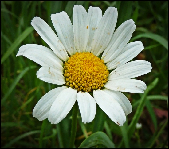 jednoduchá krása ...