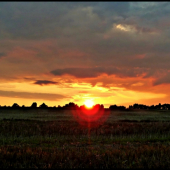 nad repkovým strniskom ...