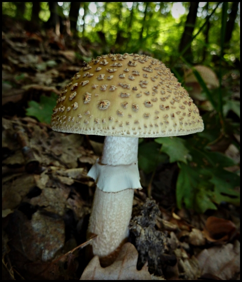 Muchotrávka červenkastá ..