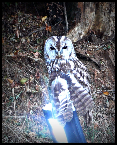 Sova - so zlomeným krídlom ...
