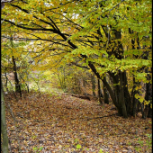 stále viac to žltne ...