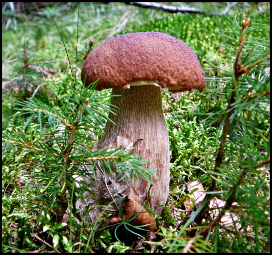 Dubáčik, takéto budú už hádam iba o rok ...