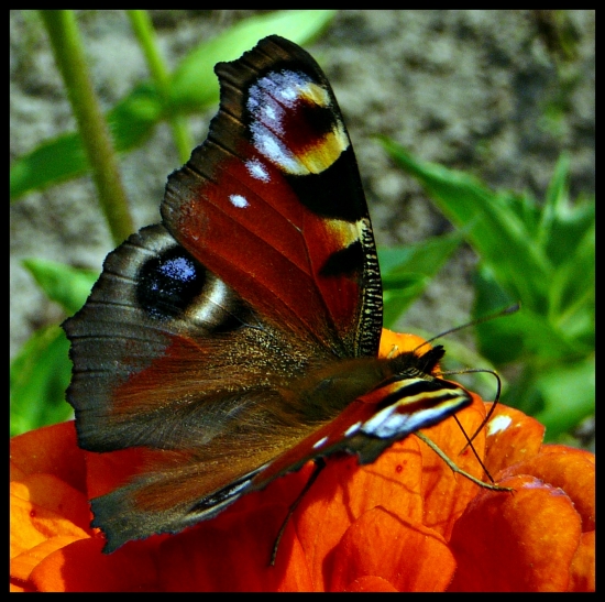 Ďalšia babočka ...