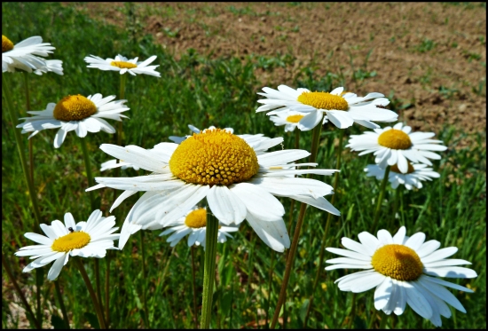 vzpomienka na leto ...