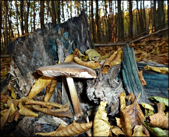 po dlhom čase konečne dajaká huba ...