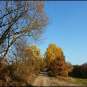 cestou z revíru ...