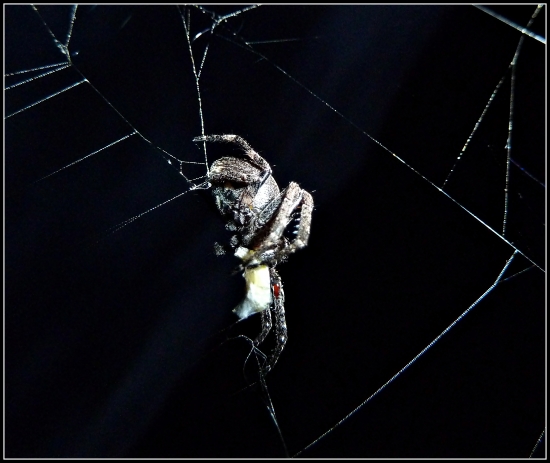 keď sa na posede nudíš, foť pavúky ... :-)