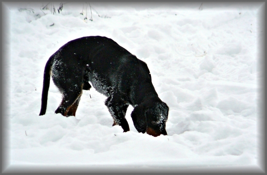 Ach tá skleróza, kde som len toho diviaka zahrabal ? ... :-)
