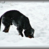 Ach tá skleróza, kde som len toho diviaka zahrabal ? ... :-)