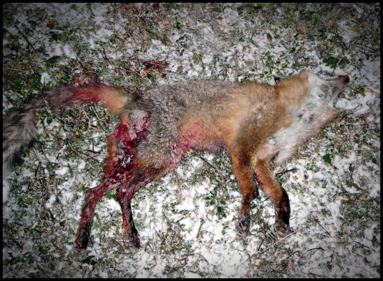 uhliarka - škoda že napadnutá svrabom