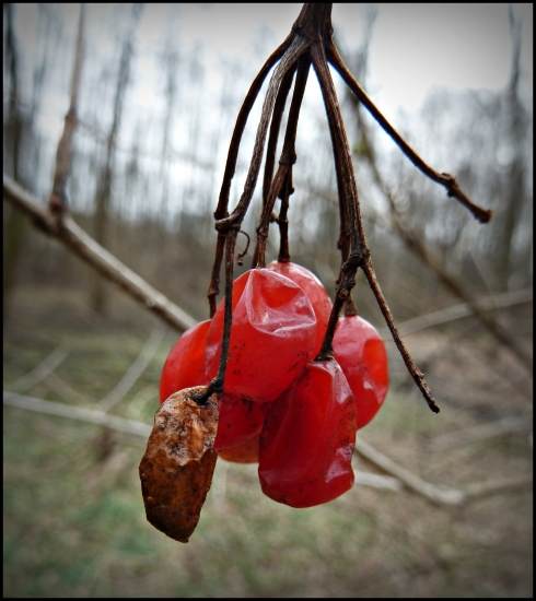 kalina obyčajná ...