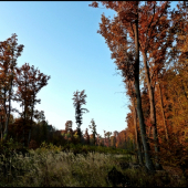 jesenná rúbaň ...