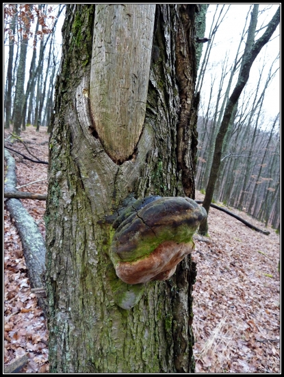 pod suchou haluzou ...