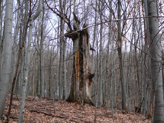 vyschnutý pamätník dávnych čias ...