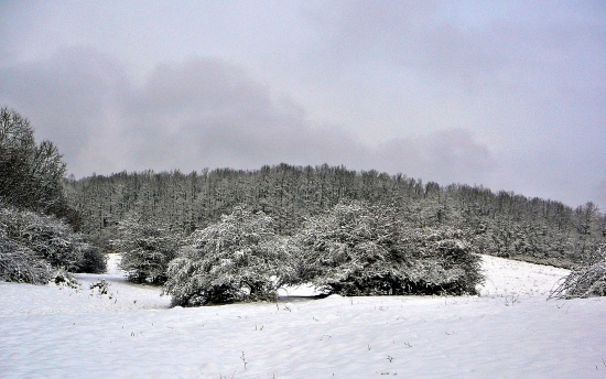 už iba líška chýba ...
