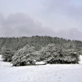 už iba líška chýba ...